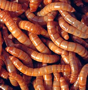 GiantMealworms-1
