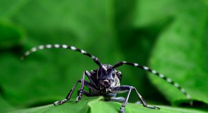 asian-longhorned-beetle-640x35